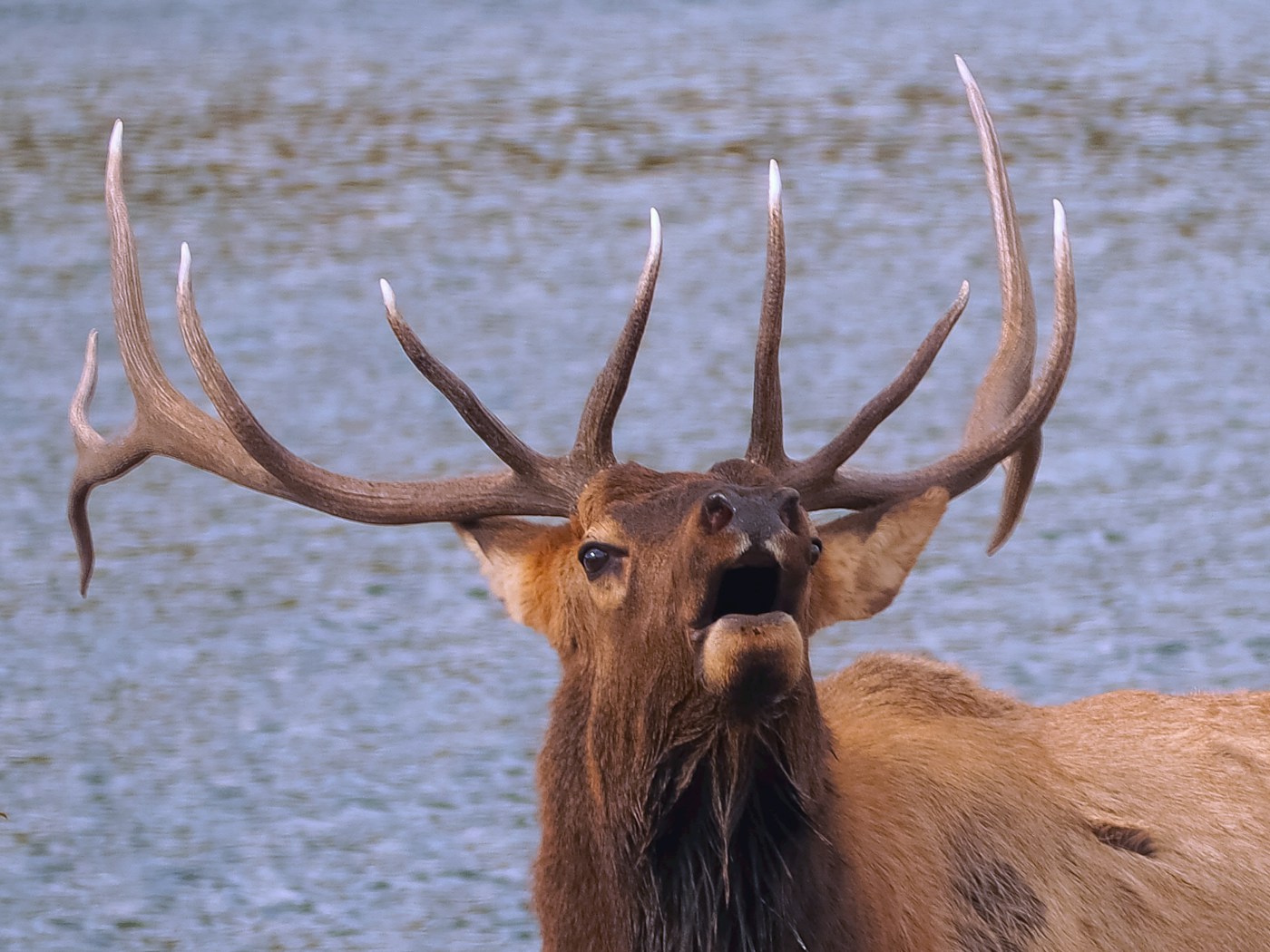 Close portrait of a bugling bull elk with an enormous branching rack