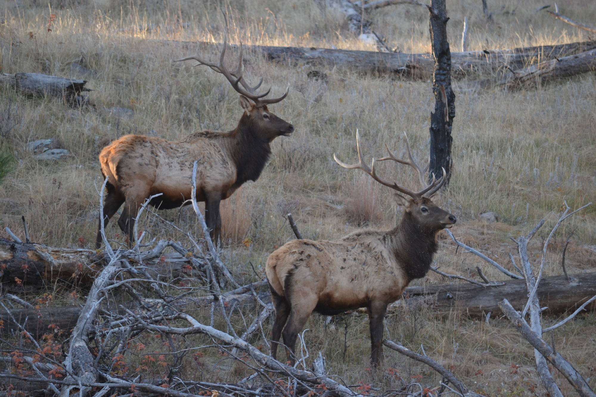 Two wild bull elk in the golden grass and fallen timber of Wind Cave National Park
